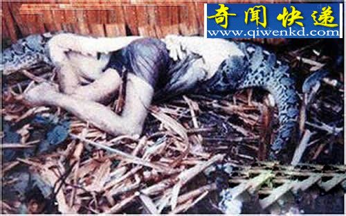 巨蟒吞食醉汉照曝光:腹部凸起现人形