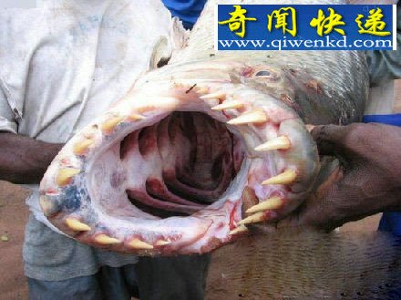 男子走进食人鱼池塘 神奇一幕发生了!