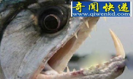 男子走进食人鱼池塘 神奇一幕发生了!