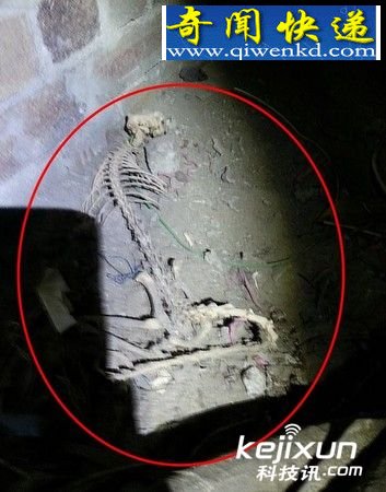 地下室怪物骸骨 无法确认为何种生物