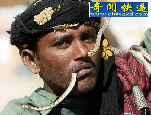 毒蛇当嫁妆!蛇人部落探秘(多图)