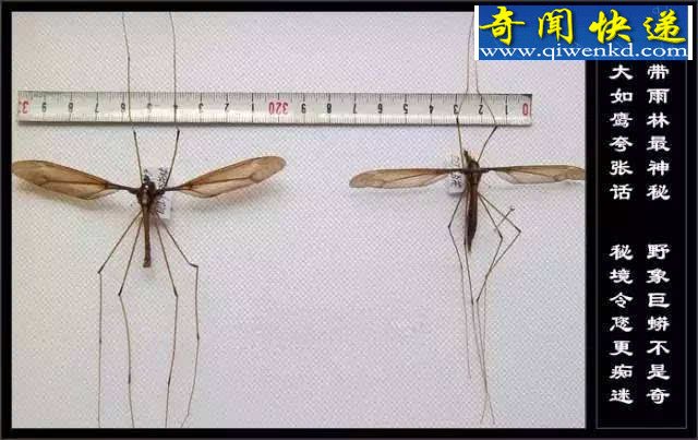 云南十八怪，三只蚊子一盘菜（图文详解）