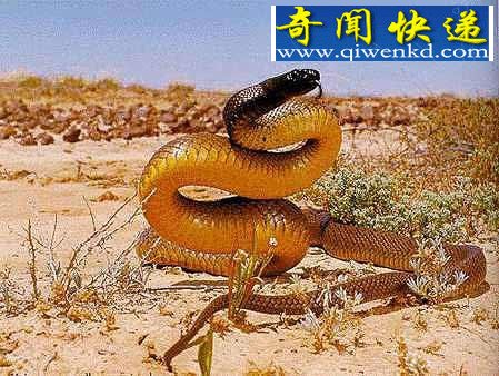 全球12大一碰就让人毙命的毒物