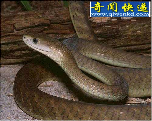 全球12大一碰就让人毙命的毒物