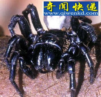 全球12大一碰就让人毙命的毒物