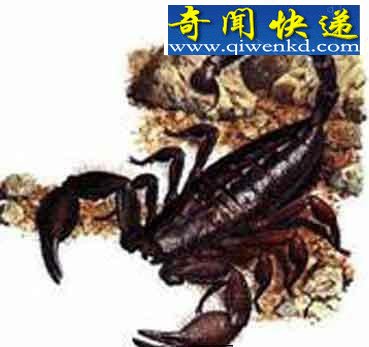 全球12大一碰就让人毙命的毒物
