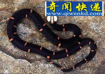 全球12大一碰就让人毙命的毒物