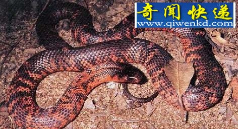 全球12大一碰就让人毙命的毒物