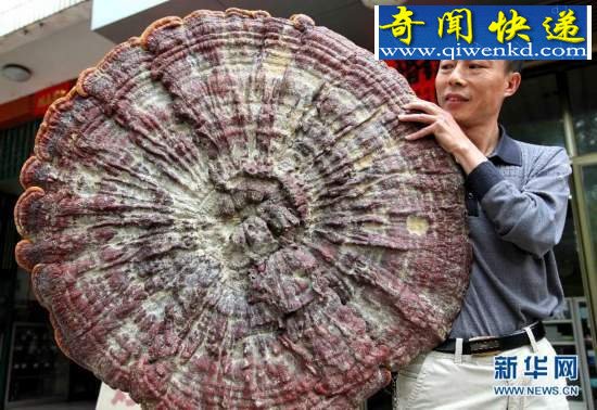 广西贺州发现直径近1米的巨大灵芝 (图)广西贺州发现直径近1米的巨大灵芝