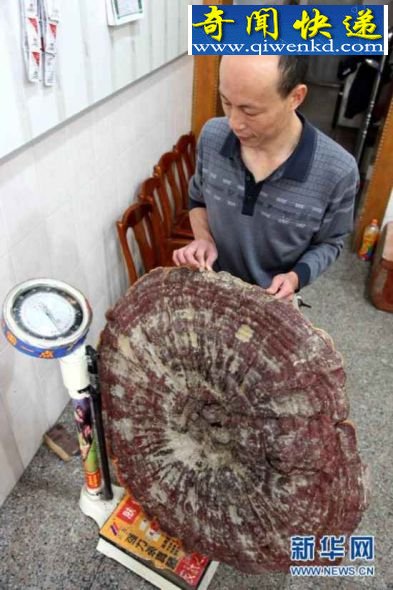 广西贺州发现直径近1米的巨大灵芝 (图)广西贺州发现直径近1米的巨大灵芝