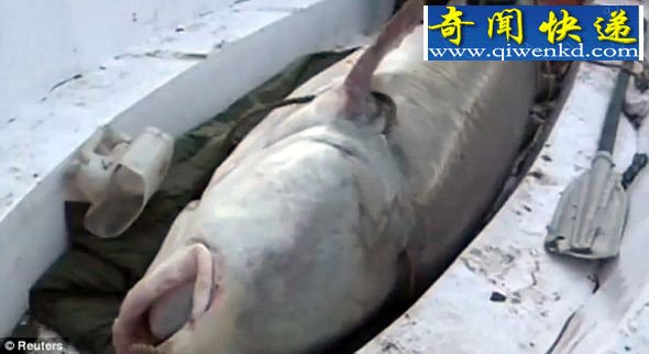 庞然大物:这条617公斤重的卡卢加鲟鱼填满陈林的整艘划艇。 中国渔民捉到巨大鲟鱼:怀有120万个卵