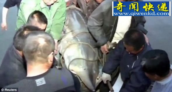 用力抬:十几名渔民把这条大鱼移到一个担架上,然后将它抬到黑龙江岸上来。 中国渔民捉到巨大鲟鱼:怀有120万个卵