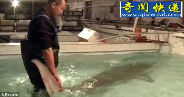 人工饲养:一名饲养员进到水中,紧挨在这条怀有120万个卵的卡卢加鲟鱼旁边。为了增加这种濒危物种的数量,他们会对这些鱼卵人工受精,然后将鱼苗放回黑龙江。 中国渔民捉到巨大鲟鱼:怀有120万个卵