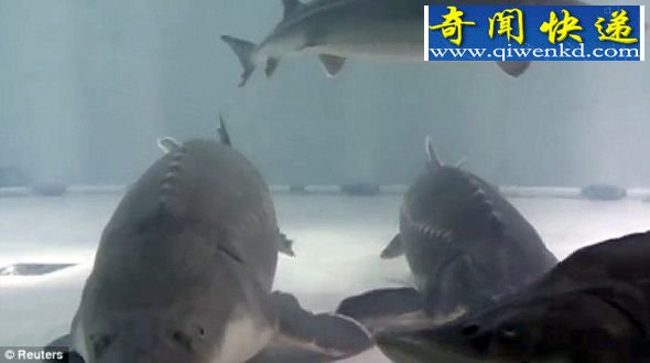 被捉:饲养中心的鱼在自由遨游。这条庞大的卡卢加鲟鱼也在其中。 中国渔民捉到巨大鲟鱼:怀有120万个卵