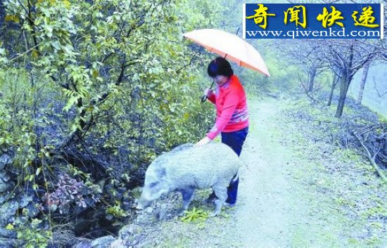 十大震惊全球的人兽同居事件