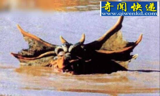 澳大利亚最著名的怪兽,澳洲水兽本耶普