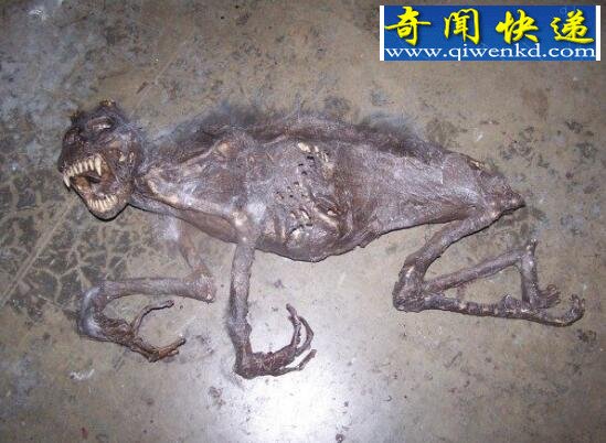 澳大利亚最著名的怪兽,澳洲水兽本耶普