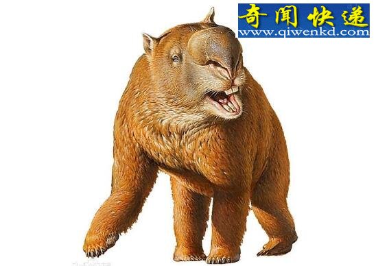 澳大利亚最著名的怪兽,澳洲水兽本耶普