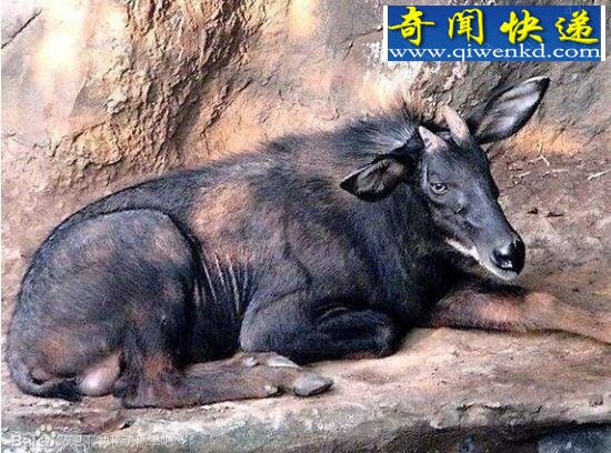棺材兽,神农架里的“牛头马面”(不吉利)