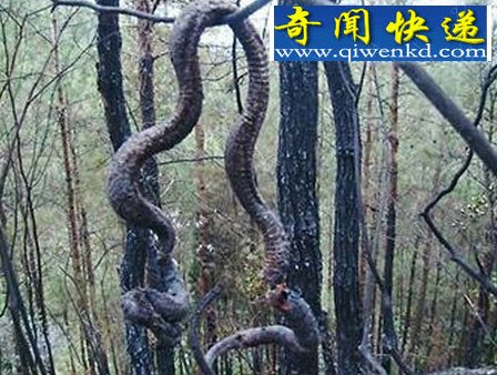 辽宁挖出140岁蛇精，吓死挖土机司机，蛇精不可思议