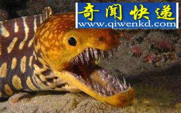 辽宁挖出140岁蛇精，吓死挖土机司机，蛇精不可思议