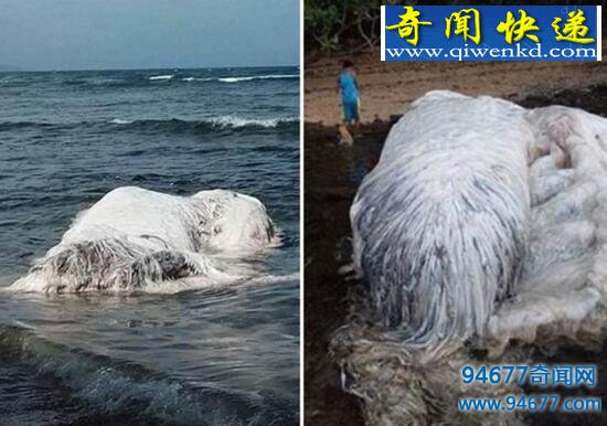 揭开南非海怪之谜,神秘长毛鱼竟是鲸鱼尸体