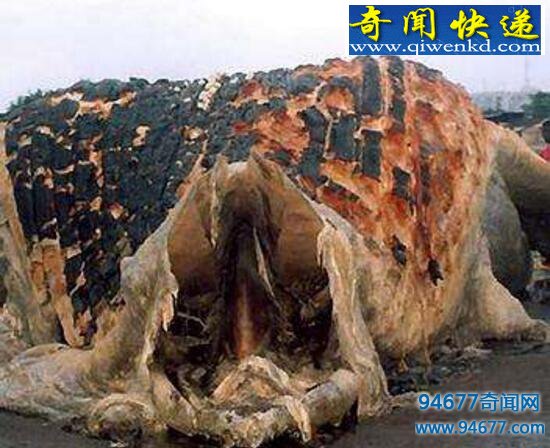 揭开南非海怪之谜,神秘长毛鱼竟是鲸鱼尸体