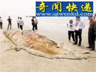 水怪长毛鱼之谜 揭秘传说中的15种海洋怪物