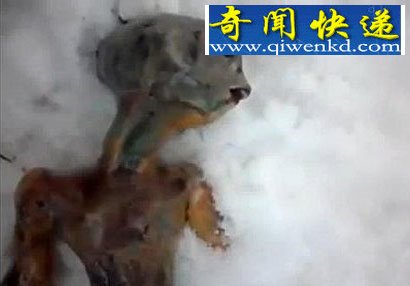 解密神秘生物真容大曝光,别让眼睛给骗了