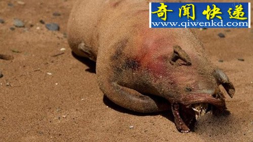 解密神秘生物真容大曝光,别让眼睛给骗了