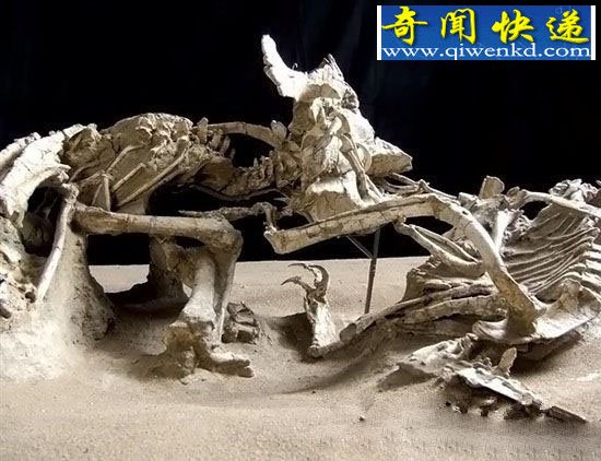 恐龙的七大极具代表性的化石!