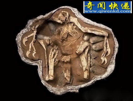 恐龙的七大极具代表性的化石!