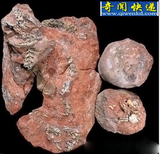 恐龙的七大极具代表性的化石!
