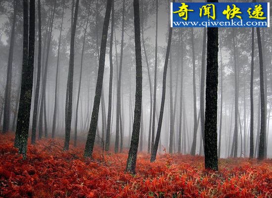至今仍笼罩在神秘之中,乐山黑竹沟之谜
