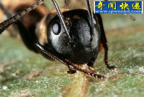 泰国木蚁感染真菌行为大变似游走僵尸 泰国木蚁感染寄生真菌:行为大变似游走僵尸