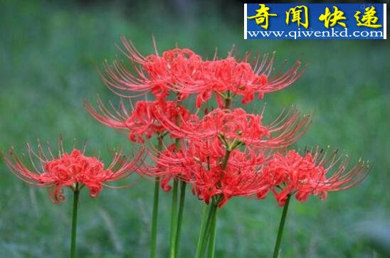 关于死人花的传说,花与叶生生世世永不相见