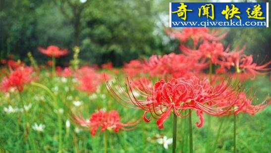 关于死人花的传说,花与叶生生世世永不相见