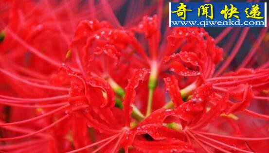 关于死人花的传说,花与叶生生世世永不相见