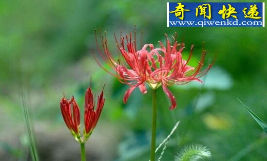 关于死人花的传说,花与叶生生世世永不相见