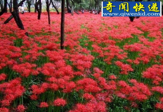 关于死人花的传说,花与叶生生世世永不相见