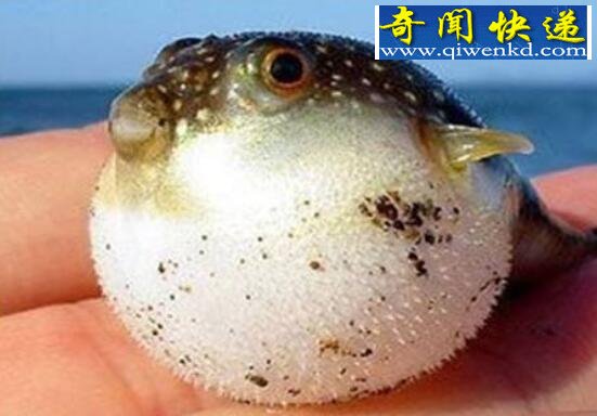 河豚之死寓意,失败后要总结原因(不自暴自弃)