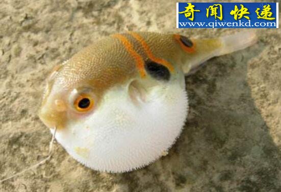 河豚之死寓意,失败后要总结原因(不自暴自弃)
