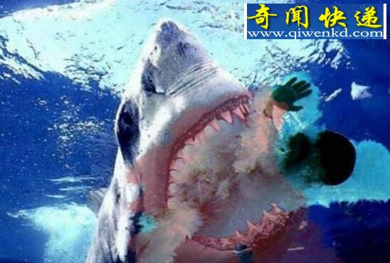 实拍鲨鱼吃人全过程,被鲨鱼咬碎的尸体图片