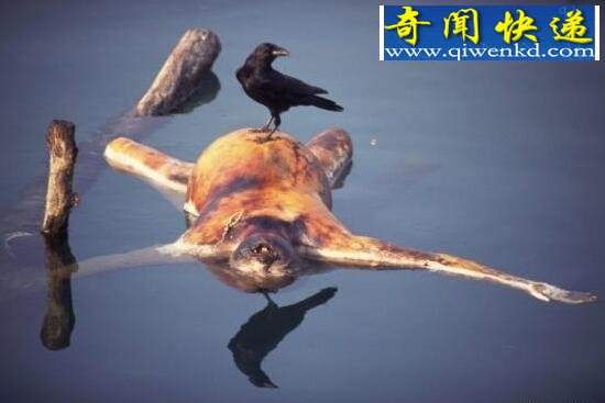 实拍印度水葬图片,满河尸体被野狗肢解吞食