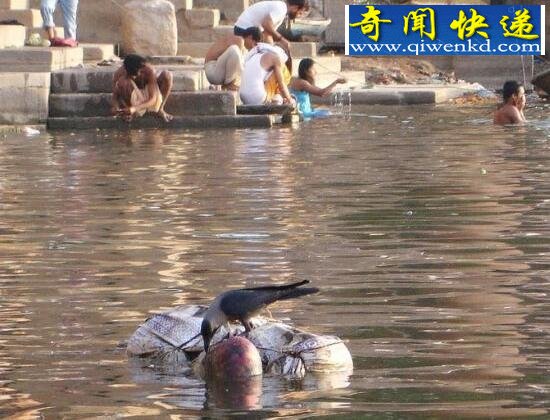 实拍印度水葬图片,满河尸体被野狗肢解吞食