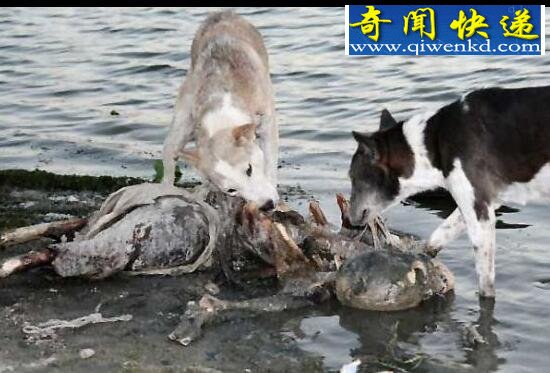 实拍印度水葬图片,满河尸体被野狗肢解吞食