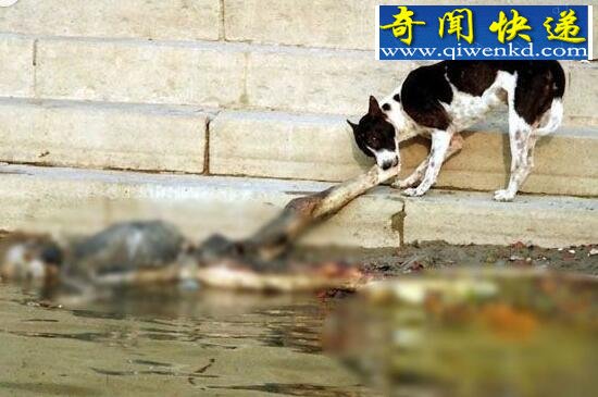 实拍印度水葬图片,满河尸体被野狗肢解吞食