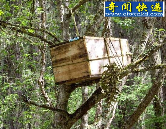 树葬,生命之魂寄托于常青树