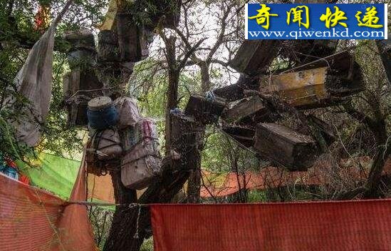 树葬,生命之魂寄托于常青树