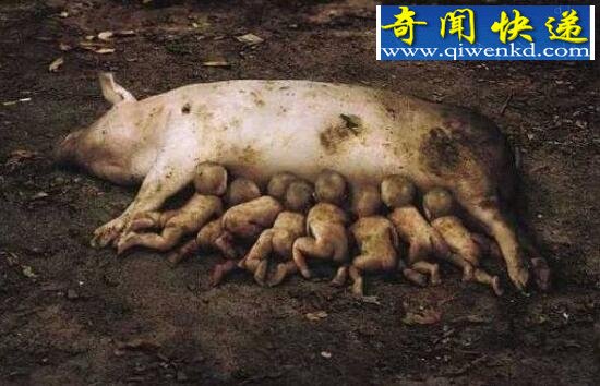 罕见的基因变异猪，母猪能够生人生猴生大象